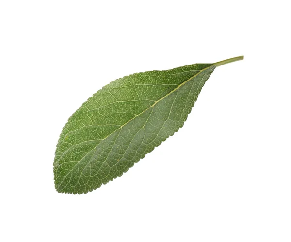 Hoja Ciruela Verde Fresca Aislada Blanco — Foto de Stock