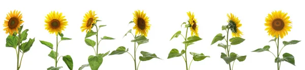 Set of bright sunflowers on white background. Banner design