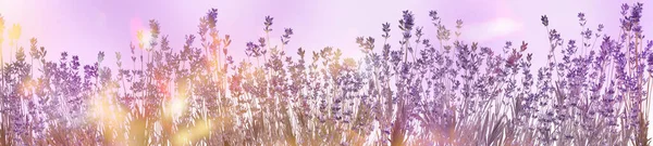 Vackra Solljus Lavendel Blommor Utomhus Banderolldesign — Stockfoto