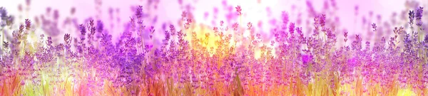 美丽的阳光照射的薰衣草在户外开花 条幅设计 — 图库照片