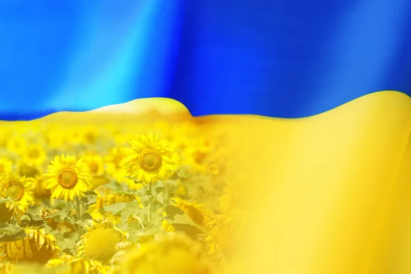 Подвійний Вплив Українського Прапора Соняшникового Поля — стокове фото