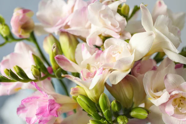 Vacker Freesia Bukett Blå Bakgrund Närbild — Stockfoto