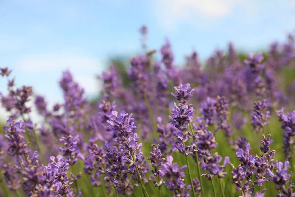 Lindo Campo Lavanda Florescente Dia Verão Close — Fotografia de Stock