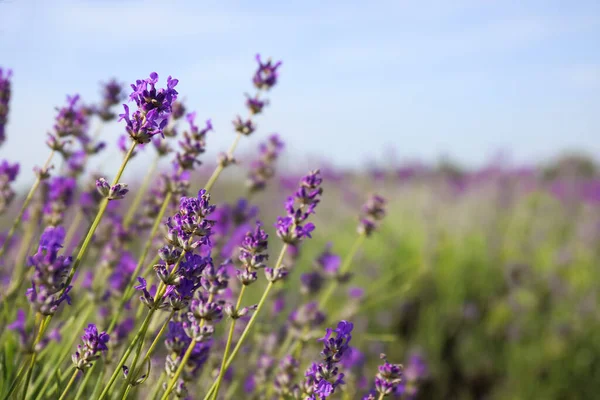 Lindo Campo Lavanda Florescente Dia Verão Close — Fotografia de Stock