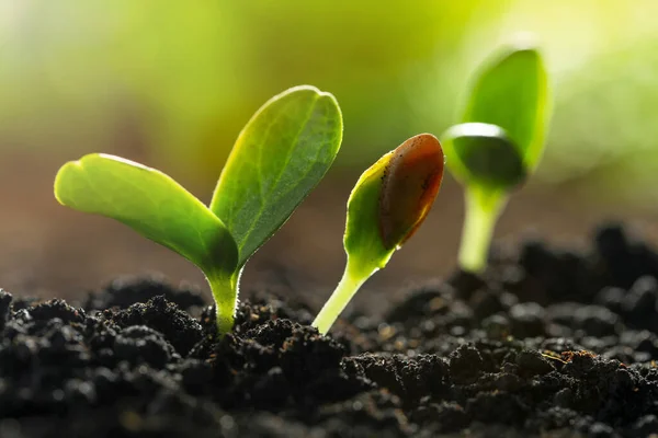 Jonge Groentezaailingen Groeien Grond Buiten Close — Stockfoto