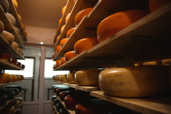 Fresh Cheese Heads Rack Factory Warehouse — Stock Photo, Image