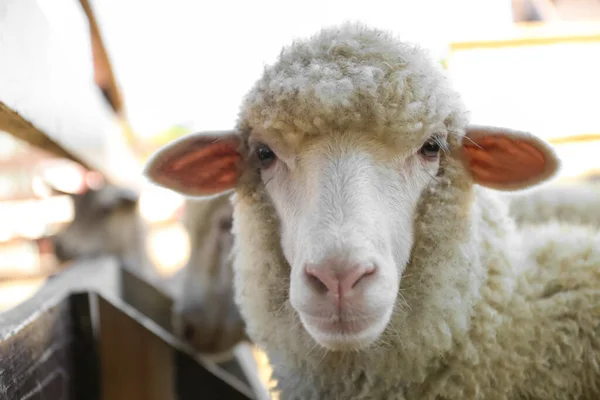 Carino Pecore Divertenti Fattoria Primo Piano Zootecnia — Foto Stock