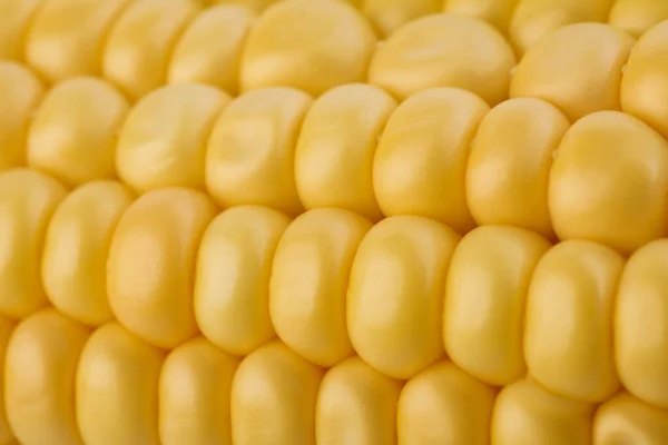Érett Nyers Kukorica Cob Mint Háttér Közelkép — Stock Fotó