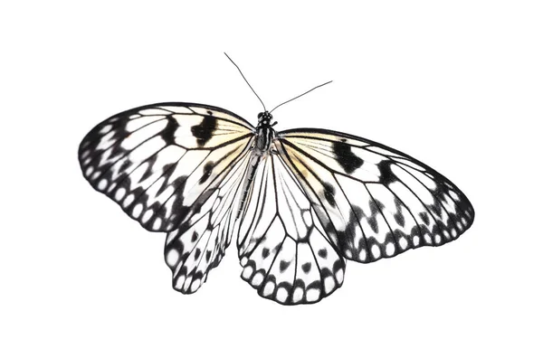 Beautiful Rice Paper Butterfly Isolated White — Stock Photo, Image