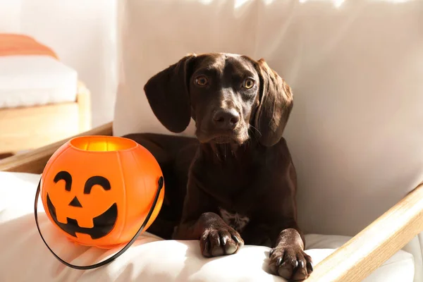 Adorable Perro Puntero Pelo Corto Alemán Con Truco Halloween Cubo — Foto de Stock