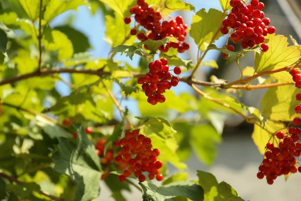 Boule Neige Rouge Baies Sur Buisson Extérieur Gros Plan — Photo