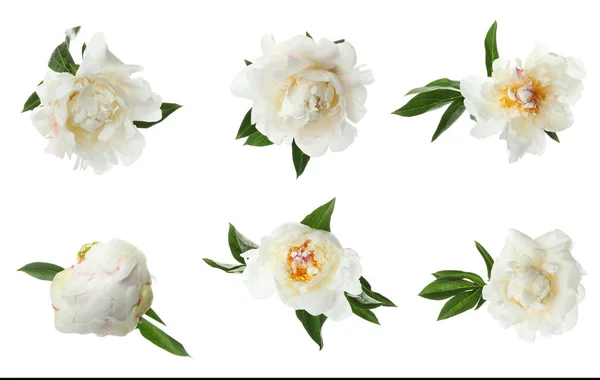 Набір Красивих Квітів Півонії Білому Тлі — стокове фото