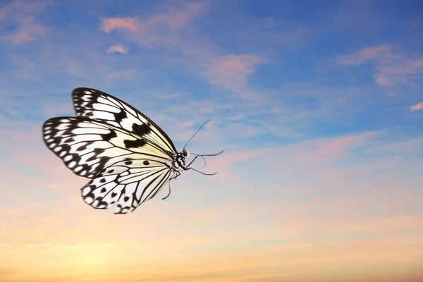 Gyönyörű Pillangó Repül Égen Naplementekor — Stock Fotó