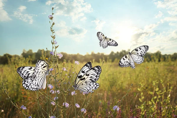 朝に美しい蝶と緑のフィールド — ストック写真