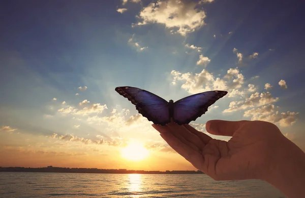 在日落时抱着美丽的形态蝴蝶的女人 — 图库照片