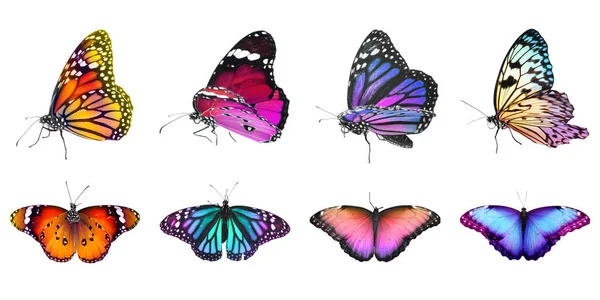 Colección Increíbles Mariposas Brillantes Aisladas Blanco Diseño Banner — Foto de Stock