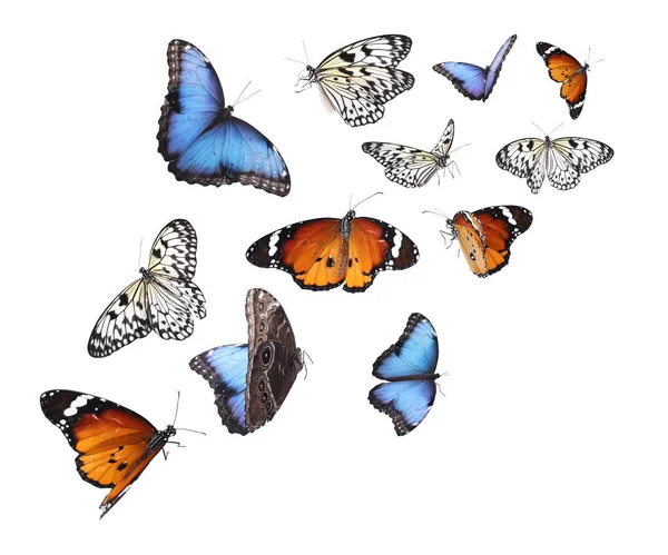 Increíble Tigre Llano Morfo Común Mariposas Papel Arroz Volando Sobre —  Fotos de Stock
