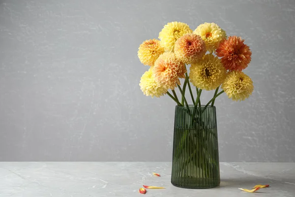 Beautiful Yellow Dahlia Flowers Vase Table Grey Background Space Text — Stock Photo, Image