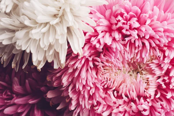 Gyönyörű Friss Pirítósok Mint Háttér Közelkép Őszi Virágok — Stock Fotó