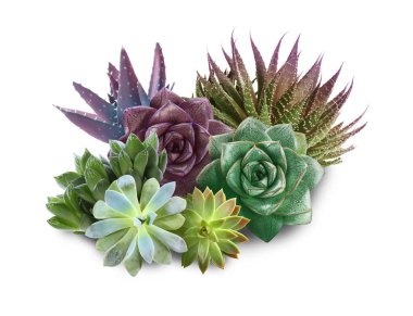 Collection of different beautiful succulents on white background clipart