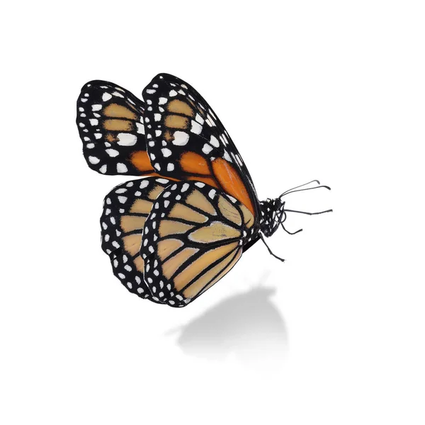 Hermosa Mariposa Monarca Brillante Sobre Fondo Blanco —  Fotos de Stock