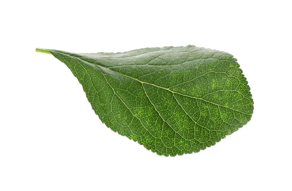 Frisches Grünes Pflaumenblatt Isoliert Auf Weiß — Stockfoto
