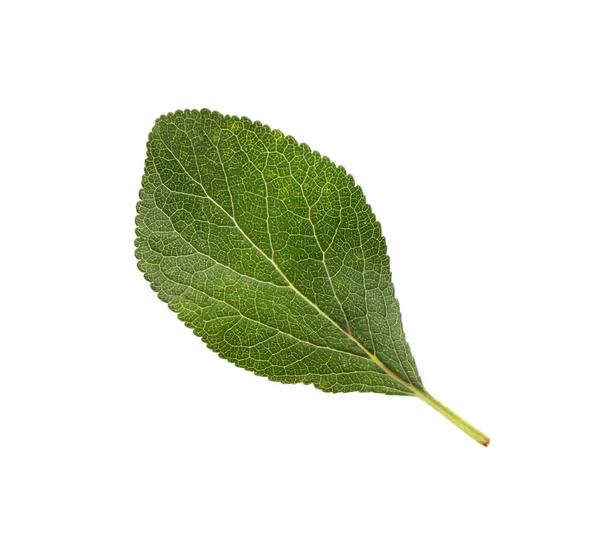 Fresh Green Plum Leaf Isolated White — Stock Photo, Image