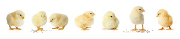 Koláž Roztomilými Nadýchanými Kuřaty Bílém Pozadí Banner Design Hospodářská Zvířata — Stock fotografie