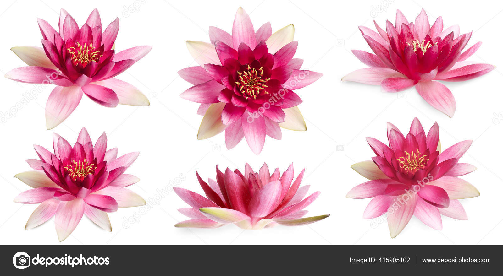 Conjunto Hermosas Flores Loto Sobre Fondo Blanco Diseño Banner: fotografía de stock © NewAfrica #415905102 | Depositphotos Conjunto Hermosas Flores Loto Sobre Fondo Blanco Diseño Banner: fotografía de stock © NewAfrica #415905102 | Depositphotos