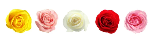 Σύνολο Από Διαφορετικά Τριαντάφυλλα Λευκό Φόντο Σχεδιασμός Banner — Φωτογραφία Αρχείου