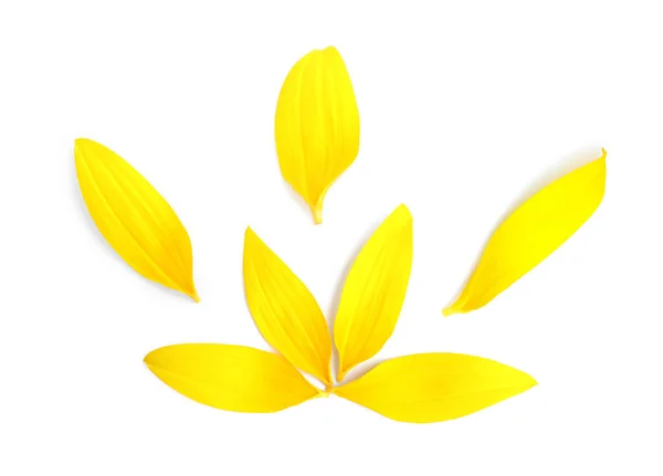 白い背景に鮮やかな黄色のひまわりの花びら トップビュー — ストック写真