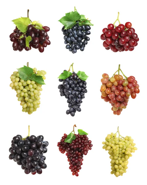 Set Van Verse Druiven Witte Achtergrond — Stockfoto