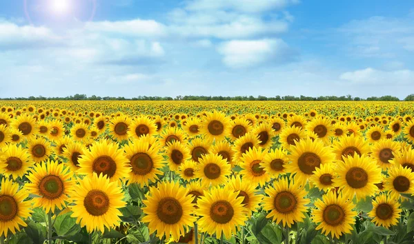 Beau Champ Tournesol Sous Ciel Bleu Avec Des Nuages Jour — Photo