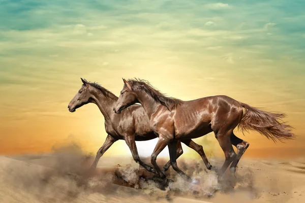 Belos Cavalos Chutando Poeira Enquanto Correm Pelo Deserto — Fotografia de Stock