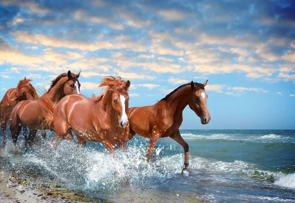 Belos Cavalos Correndo Praia Através Água Mar — Fotografia de Stock