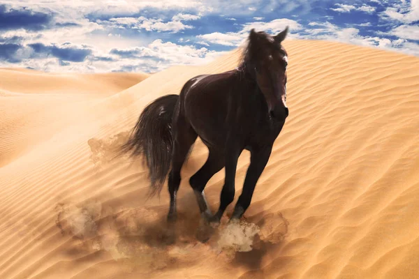 Belo Cavalo Chutando Poeira Enquanto Corre Pelo Deserto — Fotografia de Stock