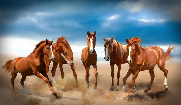 Красивые Лошади Поднимают Пыль Бегут Пустыне — стоковое фото