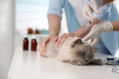 Klinikte profesyonel veteriner aşılayan kedi, yakın plan.