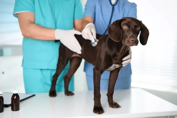 Επαγγελματίες Κτηνίατροι Που Εξετάζουν Σκύλο Στην Κλινική Κοντινό Πλάνο — Φωτογραφία Αρχείου