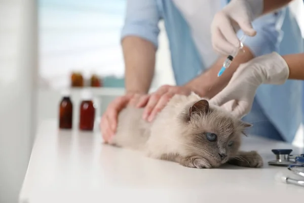 Professional Veterinarian Vaccinating Cat Clinic Closeup — Stock Photo, Image