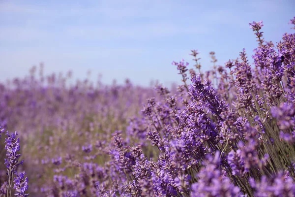 Lindo Campo Lavanda Florescente Dia Verão Close — Fotografia de Stock