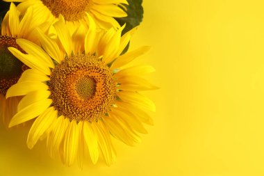 Sarı arka planda güzel parlak ayçiçekleri. Metin için boşluk