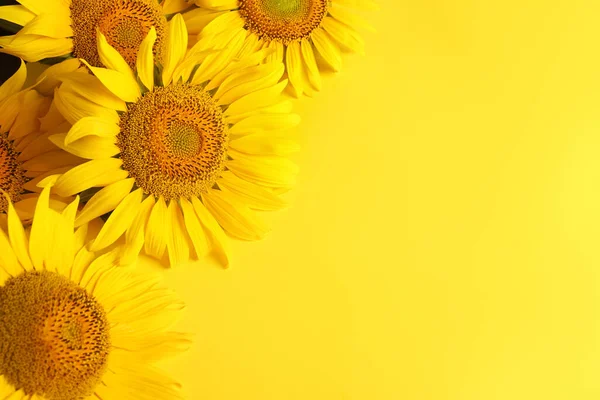 Piękne Jasne Słoneczniki Żółtym Tle Płaskie Leżały Miejsce Tekst — Zdjęcie stockowe