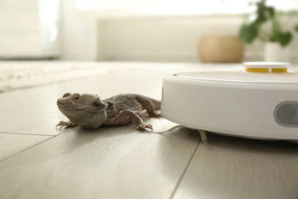 Robotstofzuiger Bebaarde Draak Hagedis Binnen — Stockfoto