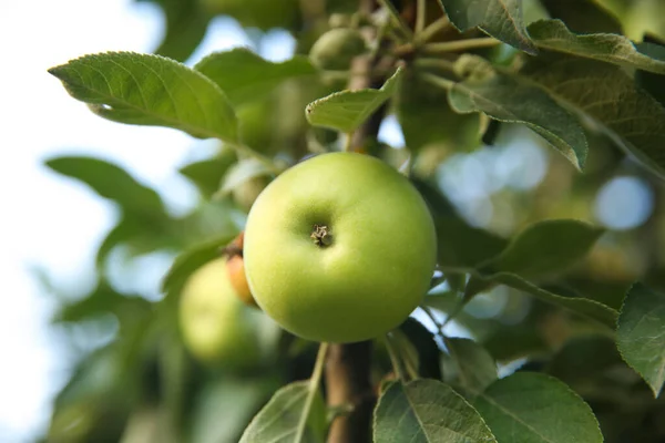 Dojrzałe Jabłko Gałęzi Drzewa Ogrodzie Zbliżenie — Zdjęcie stockowe