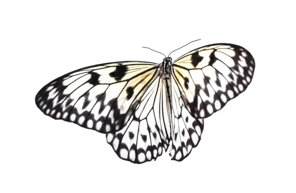 Hermosa Mariposa Papel Arroz Aislada Blanco —  Fotos de Stock