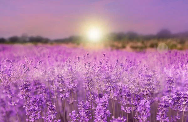 Erstaunliches Lavendelfeld Bei Sonnenuntergang Nahaufnahme — Stockfoto