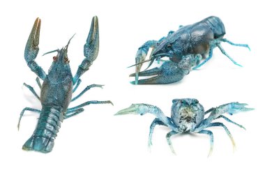 Beyaz üzerine izole edilmiş mavi kerevit seti