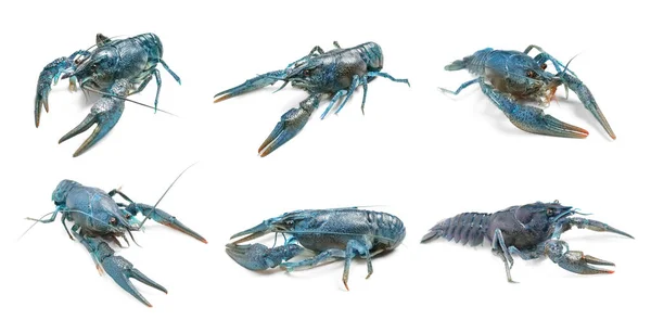 Set Blue Crayfishes Isolated White Banner Design — Stock Photo, Image