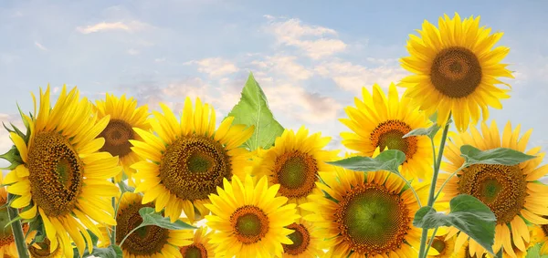 Beaucoup Tournesols Brillants Ciel Sur Fond Conception Bannière — Photo